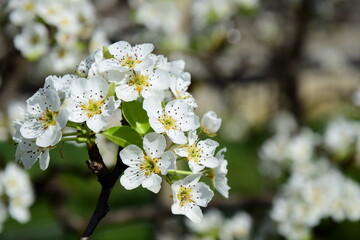 Fototapeta premium Weiße Blüten eines Birnenbaumes im Frühling in der Morgensonne