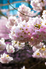 Fototapeta premium Cherry Blossom Close up background