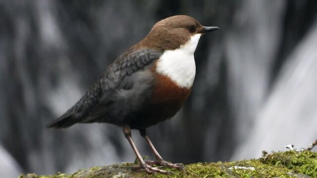 Wasseramsel (Cinclus cinclus)