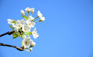 Weiße Blüten eines Birnenbaumes vor blauen Himmel in der Morgensonne - Blütezeit und Obstbaumblüte in Lana bei Meran in Südtirol