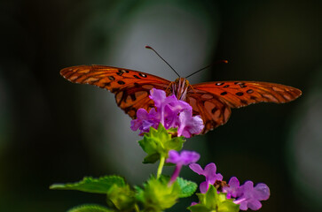 Mariposa Monarca polinizando. Uruguay