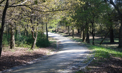 Estrada em terra batida pelo meio de um bosque