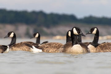 Fototapeta premium Canadian Geese On The Water