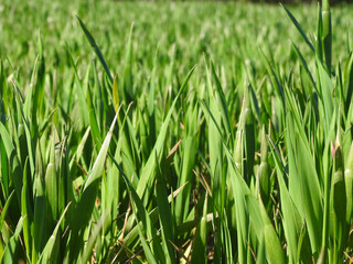 Green young speckles in the field
