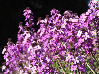 Obraz premium Numerous purple flowers on the stems in the garden