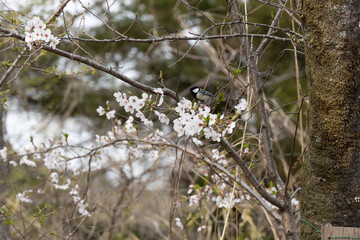 桜の木に止まる四十雀