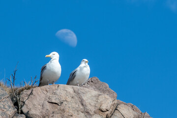 Two white headed gulls with grey wings and yellow beaks are standing on top of a large rock. The birds are looking down attentively. The bright blue sky is in the background with a large round moon.