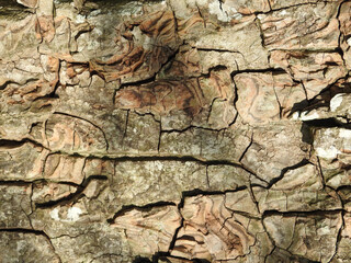 Brown bark close up