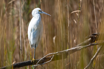 White Egret