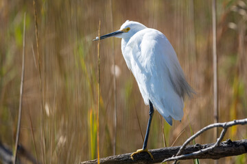 White Egret