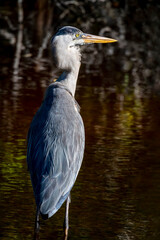 A great blue heron bird is wading in shallow water with head turned to the side and displaying colorful back feathers at Ding Darling Refuge on Sanibel Island, Florida.