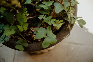 Tréboles de cuatro hojas