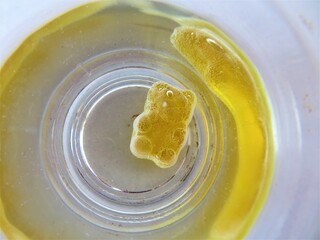 Gummy bear in a glass of water experiment