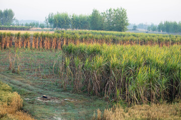 Obraz premium Fresh Newly Grown Tall And Thick Sugar Cane With Leafy Tops Ganne Ki Kheti During Harvest Season In The Meadow On Rural Agricultural Land In India