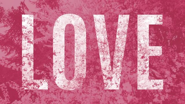 Clear word Love on a pink background, animation full of bushes blooming - flowers in white and pink colors, seamless looping, for e-card, celebration, titling…