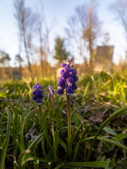 portrait grape hyacinth spring