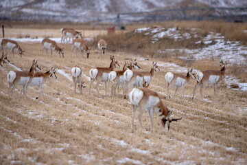 Fototapeta na wymiar Antelope Grazing