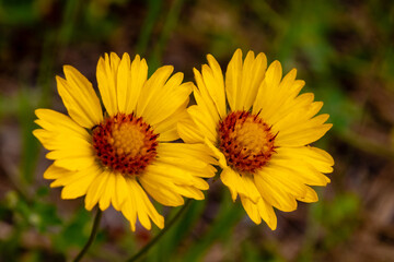 Beautiful Flowers