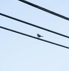 Obraz premium birds on wires