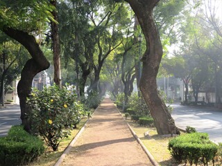 path in Coyoacan, Mexico city