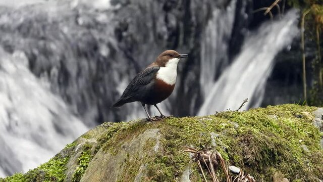 Wasseramsel (Cinclus cinclus)