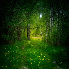 A beautiful scenery of an old road leading through the spingtime forest. Spring landscape of a forest road in woodlands in Northern Europe.