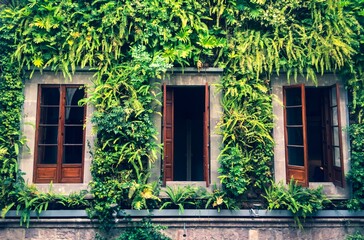 Fototapeta na wymiar Vines growing around wooden windows 