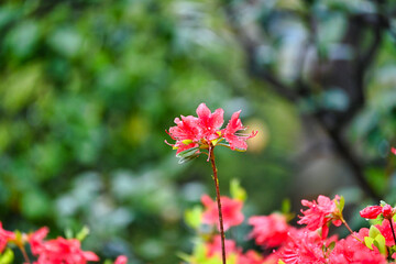 雨上りのツツジの花