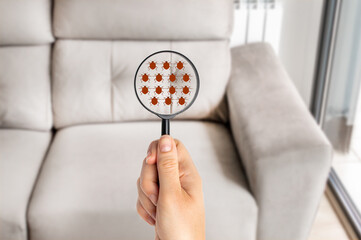 Hand woman with magnifying glass detecting bugs in couch at home