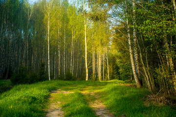 Fototapeta na wymiar A beautiful scenery of an old road leading through the spingtime forest. Spring landscape of a forest road in woodlands in Northern Europe.