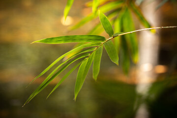 bamboo leaves in the morning