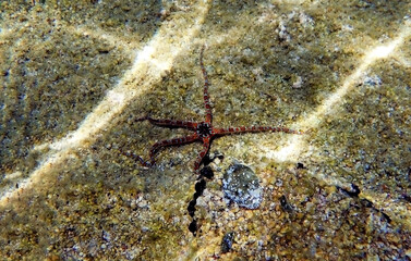 SMOOTH BRITTLE STAR - (Ophioderma longicauda)