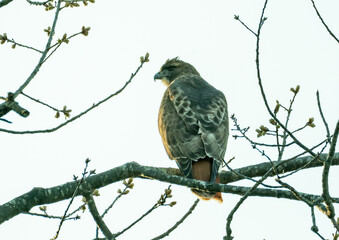 Hawk in The Park