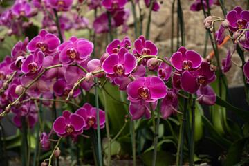 Fototapeta premium Orchid