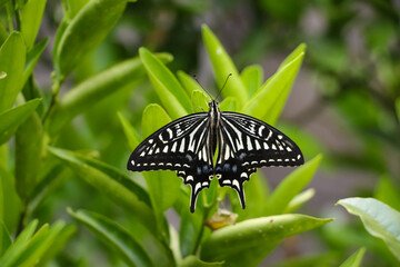 羽を広げて休むアゲハチョウ