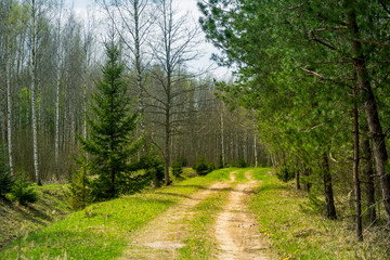A beautiful scenery of an old road leading through the spingtime forest. Spring landscape of a forest road in woodlands in Northern Europe.
