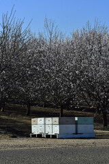 Naklejka premium Vertical shot of honeybee boxes during pollination period