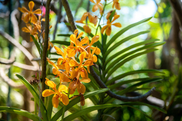 Wild orchid Lething in the natural rainforest