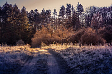 A beautiful scenery of an old road leading through the spingtime forest. Spring landscape of a forest road in woodlands in Northern Europe.