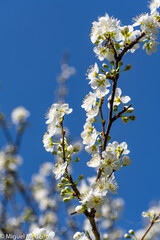 Fototapeta premium Flor blanca del ciruelo
