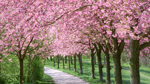 Alley of blossoming cherry trees following the path of the forme