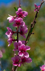 Flor rosada del pelon. Canelones, Uruguay
