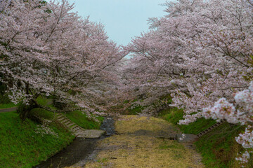 日本　桜
