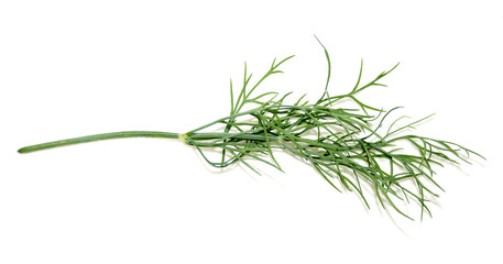 Obraz premium Dill on a white background. Herbs, spices, plants. An ingredient for cooking