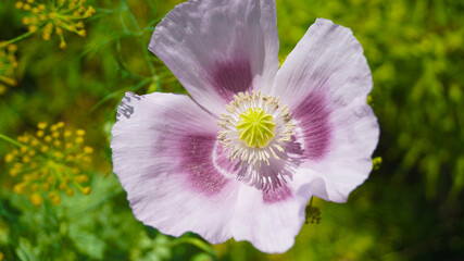 Flower pink and burgundy poppy blossom in the garden. Light pink poppy in sun light. Lonely flower