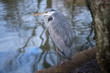 uk, england, london, bill, long, leg, ardeidae, animal, one, watching, view, profile, closeup, nobody, outdoor, park, nature, tree, white, stand, reflection, pond, lake, water, color, beautiful, pluma