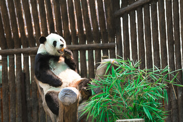 Obraz premium Pandas in Chiang Mai Representing the relationship between Thailand and China