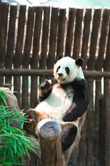 Obraz premium giant panda eating bamboo