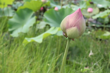 Lotus flower not bloom with copy space in the lotus field closeup. 