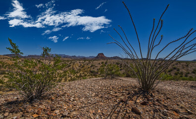 Mountains and Cactus